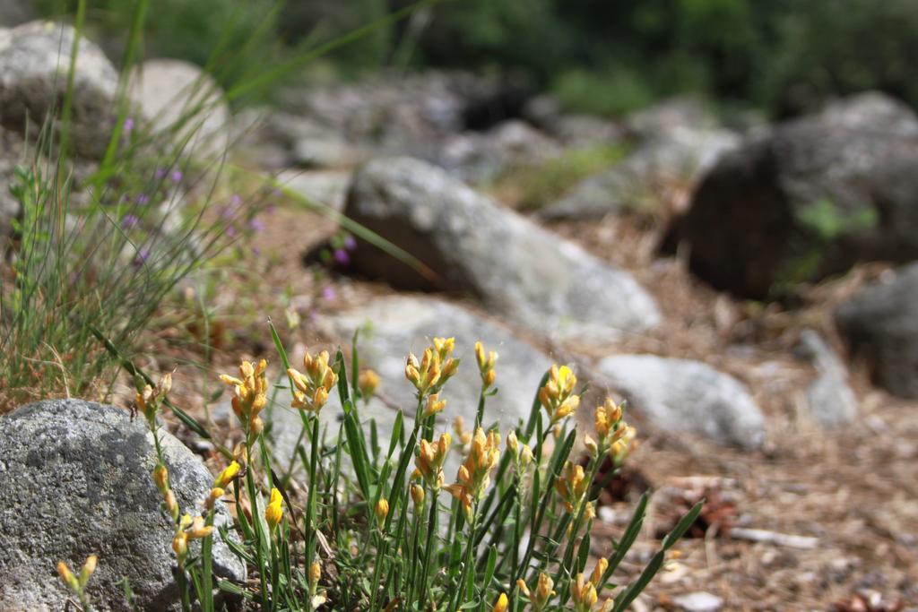 The Stone Villa Beli Iskar Buitenkant foto